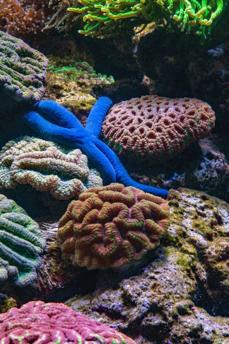 coral reef illustrating sustainable travel