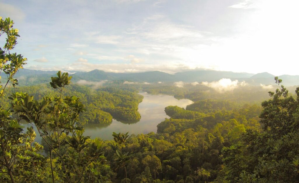 rainforest illustrating sustainable travel