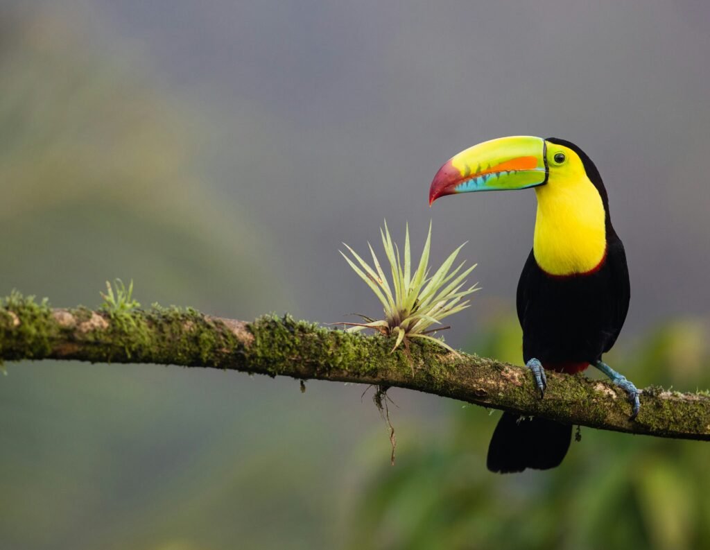 bird in costa rica illustrating Best Winter Vacation Spots: Affordable Destinations for Families in 2024