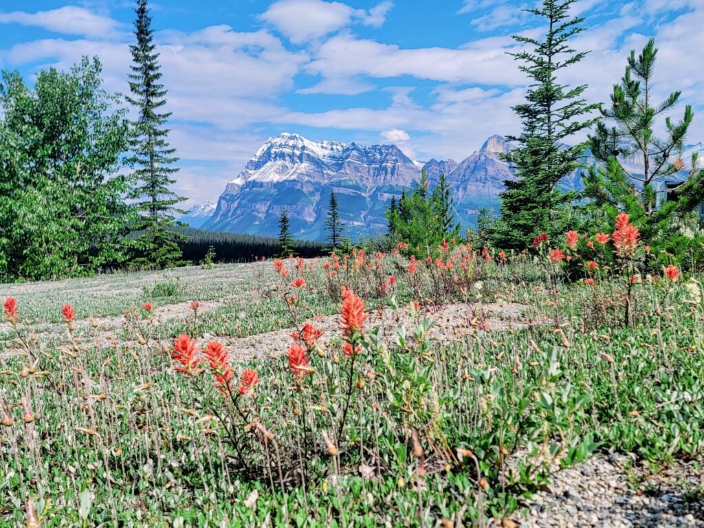 wildflowers in banff itinerary