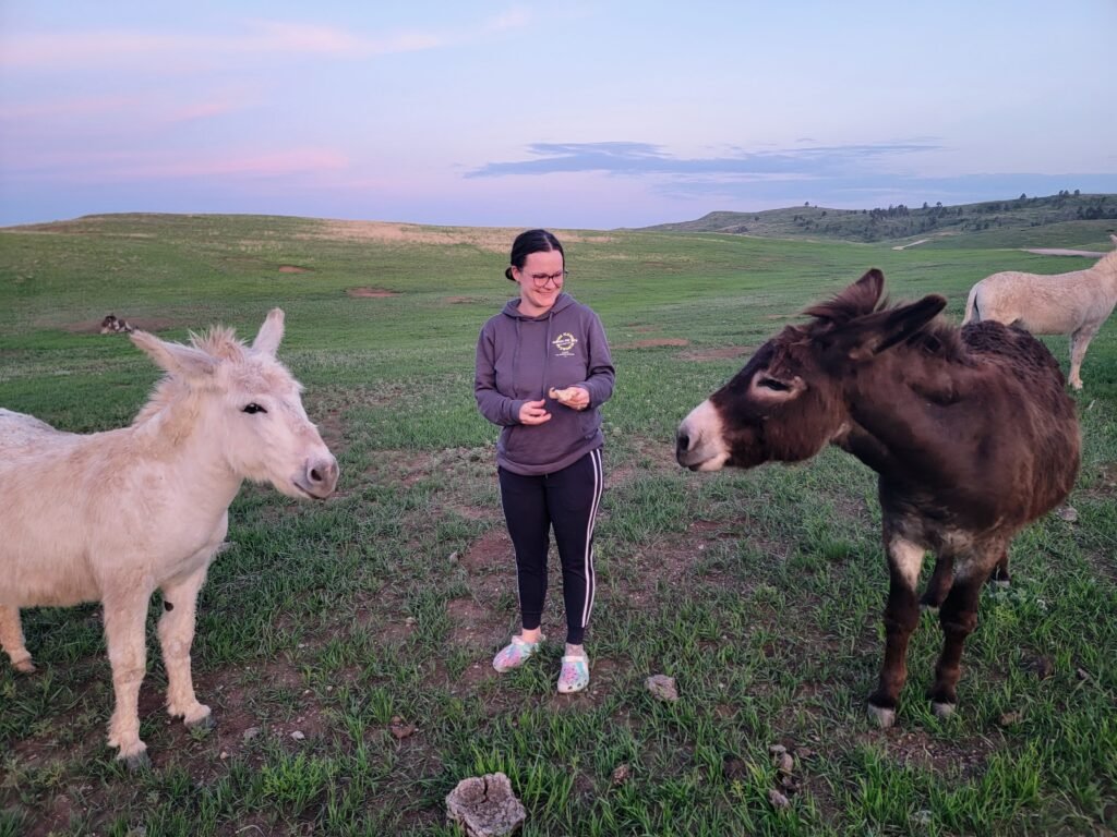 The Begging Burros at Custer State Park