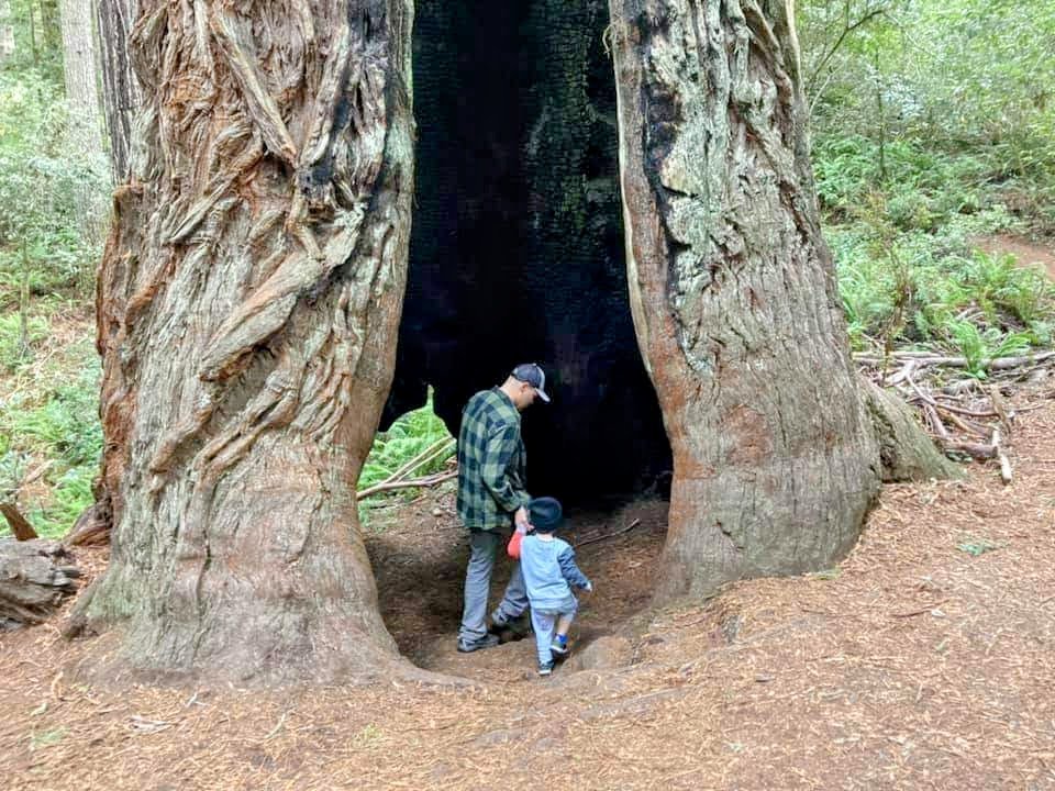 hunter and cooper inside of a redwood tree