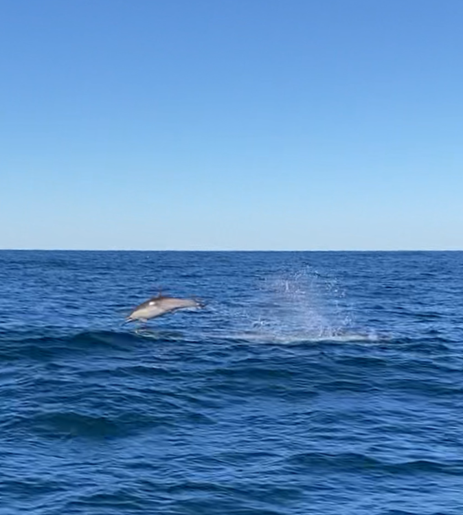 dolphin at channel islands national park