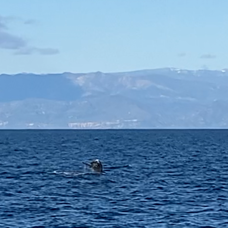 whale at channel islands national park