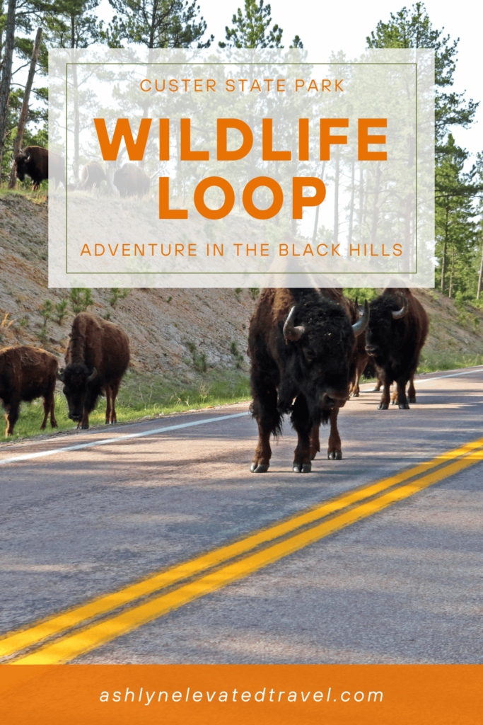 custer state park wildlife loop pinterest pin