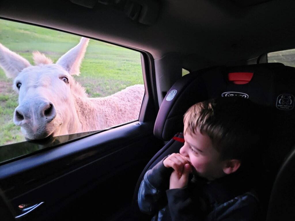 a burro at the window looking at cooper