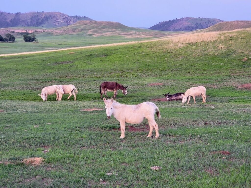 another photo of the begging burros