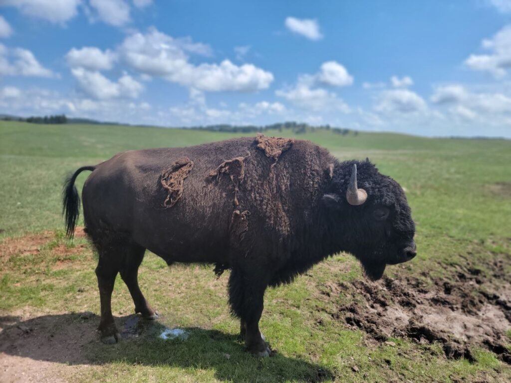 a buffalo right off the side of the road on the custer state park wildlife loop