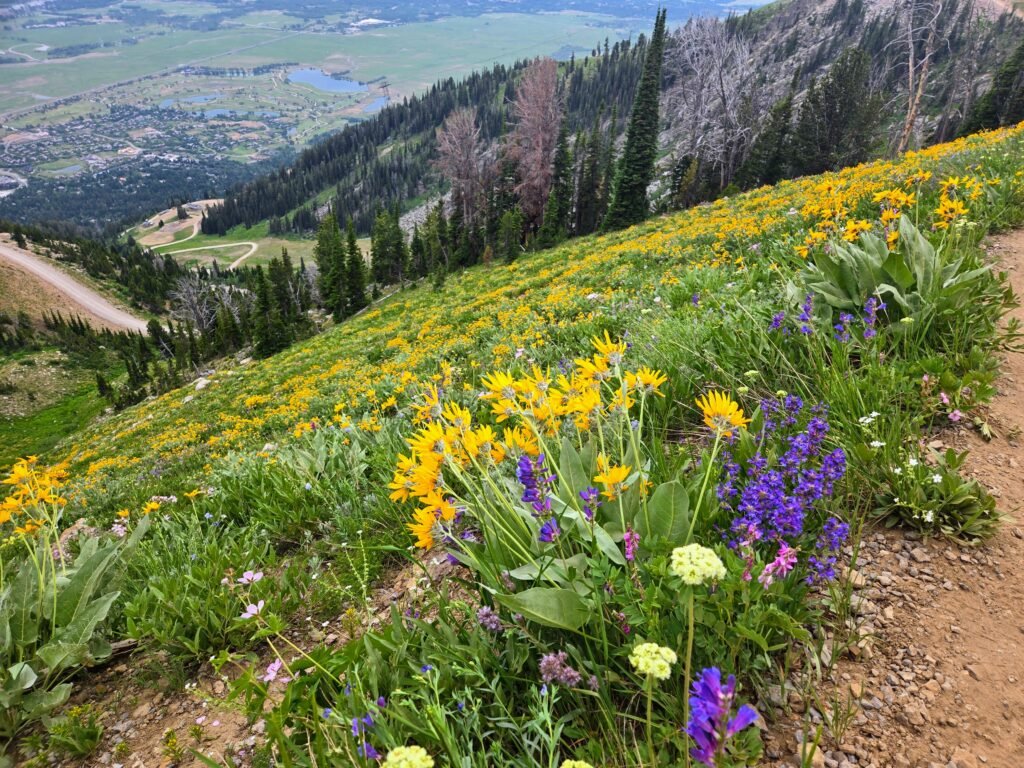 Wildflowers on the Cirque Trail in July