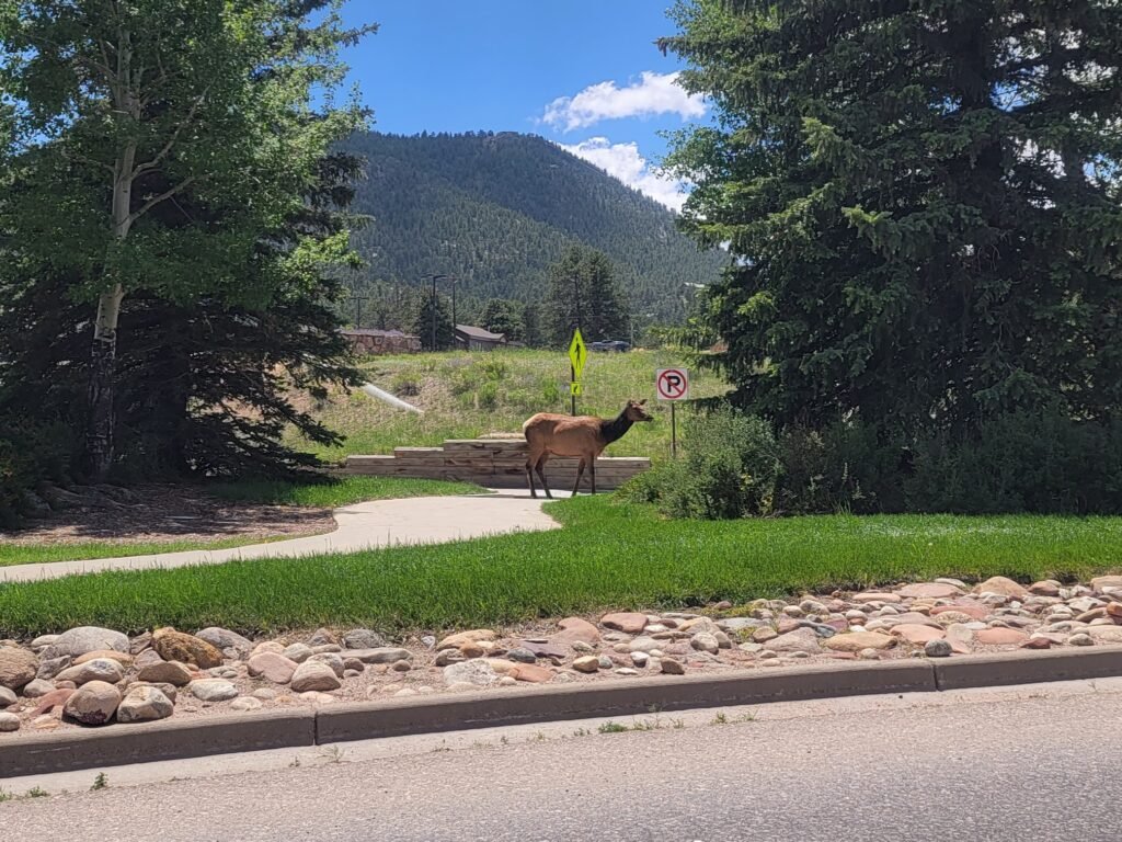 an elk within estes park city limits